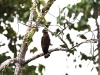 ch8a 2653.jpg Serpentaire des Célèbes Spilornis rufipectus aux environs de Luwuk au Sulawesi central