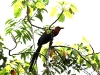 ch8a 2688.jpg Malcoha à bec peint Rhamphococcys calyorhynchus à Libbun au Sulawesi central