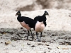 ch8a 2824.jpg Mégapode maléo Macrocephalon maleo au Sulawesi central