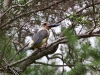 ch8a 2888.jpg Martin-chasseur à bec noir Pelargopsis melanorhyncha à Luwuk au Sulawesi central