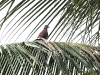 ch8a 2914.jpg Tourterelle à tête grise Streptopelia tranquebarica à Luwuk au Sulawesi central