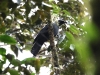 ch8a 3008.jpg Echenilleur de Temminck Coracina temminckii dans le parc national de LOre lindu, Sulawesi du central