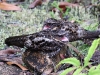 ch8a 3035.jpg Engoulevent satanique Eurostopodus diabolicus dans le parc national de Lore lindu, Sulawesi du central