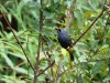 ch8a 3104.jpg Enode à sourcils rouges Enodes erythrophris dans le parc naturel national de Lore lindu à Palu au Sulawesi central