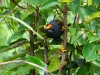 ch8a 3123.jpg Enode à sourcils rouges Enodes erythrophris dans le parc naturel national de Lore lindu à Palu