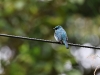 ch8a 3180.jpg Gobemouche des îles Eumyas panayensis dans le parc naturel national de Lore lindu à Palu au Sulawesi central