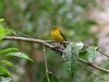 ch8a 3250.jpg Gérygone soufrée Gerygone sulphurea au camping Tambing à Palu au Sulawesi central