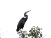 ch8a 3342.jpg Héron pourpré Ardea purpurea au camping Tambing à Palu au Sulawesi central