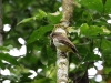 ch8a 3372.jpg Akalat des Célèbes Pellorneum celebense au camping Tambing à Palu au Sulawesi central