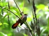 ch8a 3397.jpg Rhipidure des Célèbes Rhipidura teysmann au camping Tambing à Palu au Sulawesi centrali