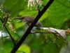 ch8a 3405.jpg Akalat des Célèbes Pellorneum celebense dans le parc national de Lore lindu à Palu au Sulawesi central