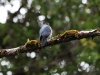 ch8a 3460.jpg Epervier des Célèbes Tzachyspiza nana dans le parc national de Lore lindo à Palu au Sulawesi central