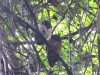 dscn 0515.jpg Petits-ducs de Manado Otus manadensis dans le parc national de Tangkoko au Sulavvesi nord