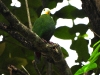 dscn 0619.jpg Ptilope turgris Ptilinopus melanospillus dans le parc national de Tangkoko au Sulavvesi nord