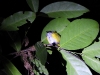 dscn 1080.jpg Dicée à flancs jaunes Dicaeum aureolimbatum dans le parc national de Tangkoko