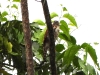 dscn 1380.jpg Autour des Célèbes Lophospiza griseiceps dans le parc national de Tangkoko au Sulavvesi nord