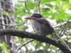 dscn 1486.jpg Martin-chasseur royal Actenoides princeps dans le parc national de Tangkoko au Sulavvesi nord