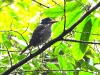 dscn 1523.jpg Martin-chasseur royal Actenoides princeps dans le parc national de Tangkoko au Sulavvesi nord