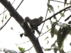 dscn 1573.jpg Basilorne des Célèbes Basilornis celebensis à Tomohon dans le parc national de Tangkoko