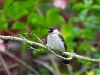 dscn 1808.jpg Bulbul cul-d'or Pycnonotus aurigaster dans les jardins du restaurant Gardenia à Tomohon au Sulavvesi nord