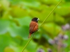 dscn 1839.jpg Capucin à tête noire Lonchura atricapilla dans les jardins du restaurant Gardenia à Tomohon au Sulavvesi nord