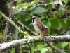 dscn 1860.jpg Moineau friquet Passer montanus dans les jardins du restaurant Gardenia à Tomohon au Sulavvesi nord