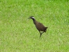 dscn 1883.jpg Râle à collier Galliralus torquatus dans le jardin du restaurant Gardenia à Tomohon au Sulavvesi nord