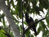 dscn 1895.jpg Basilorne des Célèbes Basilornis celebensis dans le parc national de Tangkoko au Sulavvesi nord