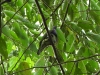 dscn 1914.jpg Ptilope superbe Ptilinopus superbus dans le parc national de Tangkoko au Sulavvesi nord