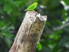 dscn 1947.jpg Corrylis verts Loriculus exilis dans le parc national de Tangkoko au Sulavvesi nord