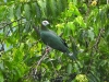 dscn 1959.jpg Carcophage de Forsten Ducula forsteri dans le parc national de Tangkoko au Sulavvesi nord