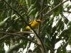 dscn 1972.jpg Loriot de Chine Oriolus chinensis dans le parc national de Tangkoko au Sulavvesi nord