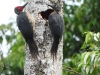 dscn 2050.jpg Couple de pics fauves Gryocopus fulvus creusant un trou dans un arbre à Tangkoko au Sulavvesi nord