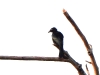 dscn 2072.jpg Drongo aux yeux blancs Dicrurus leucops dans le parc national de Tangkoko au Sulavvesi