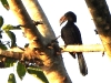 dscn 2077.jpg Calao des Célèbes Rhabdotorrhinus exarhatus dans le parc national de Tangkoko au Sulavvesi nord