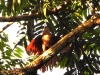 dscn 2081.jpg Coucal des Célèbes Centropus celebensis dans le parc national de Tangkoko au Sulavvesi nord