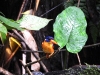 dscn 2113.jpg Martin-pêcheur gracieux Ceys lepidus dans le parc national de Aketajavve-Lolobota à Halmahera aux Moluques