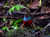 dscn 2210.jpg Brève des Moluques Erythropitta rufiventris dans le parc national de Aketajavve-Lolobota à Halmahera aux Moluques