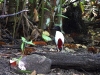 dscn 2447.jpg Brève d'Halmahera Pitta maxima dans le parc national Aketajavve-Lolobota à Halmahera aux Moluques