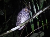 dscn 2555.jpg Petit-duc mystérieux Otus magicus dans le parc national Aketajavve-Lolobota à Halmahera aux Moluques