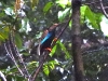 dscn 2637.jpg Paradisier de Wallace Semioptera vvallaci dans le parc national Aketajavve-Lolobota à Halmahera aux Moluques