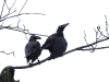 dscn 2714.jpg Corneilles des Moluques Corvus validus dans le  parc national Aketajavve-Lolobota à Halmahera aux Moluques