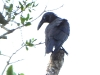 dscn 2717.jpg Corneille des Moluques Corvus validus dans le  parc national Aketajavve-Lolobota à Halmahera aux Moluques