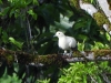 dscn 2800.jpg Carcophage blanc Ducula bicolor dans le parc national Aketajavve-Lolobota à Halmahera aux Moluques