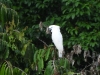 dscn 2833.jpg Cacatoés blanc Cacatua alba dans le parc national Aketajavve-Lolobota à Halmahera aux Moluques