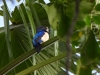 dscn 2840.jpg Femelle de martin-chasseur des Moluques Todiramphus diops à Halmahera aux Moluques