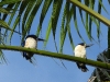 dscn 2854.jpg Couple de martins-chasseurs des Moluques Todiramphus diops à Halmahera aux Moluques