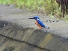 dscn 2948.jpg Martin-pêcheur d'Europe Alcedo atthis dans le parc national Aketajavve-Lolobota à Halmahera aux Moluques