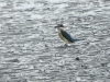 dscn 2964.jpg Martin-chasseur funèbre Todiramphus funebris dans le parc national Aketajavve-Lolobota à Halmahera aux Moluques