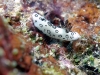 dsc 0111.jpg Nudibranche Jorunna funebris à  Tania's reef, Milne bay, PNG